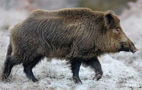 Wild Boar